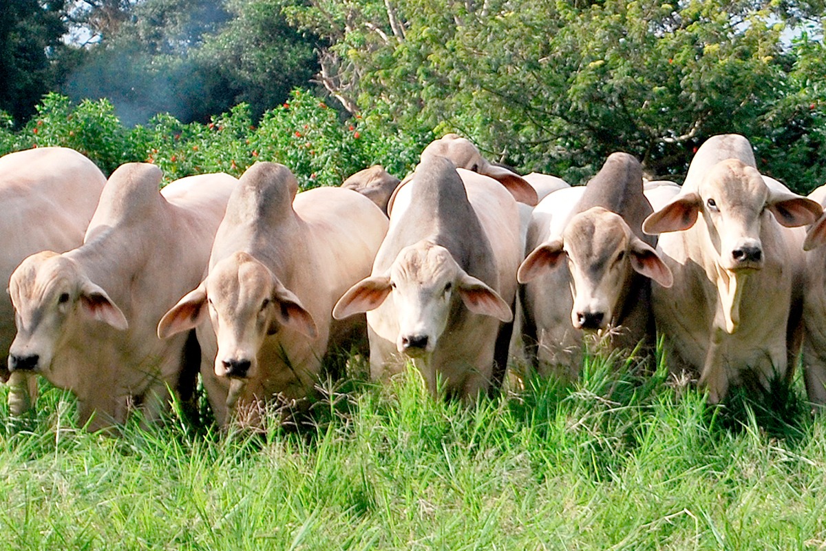 Quinta-feira de ofertas de animais do Paraná da raça Tabapuã